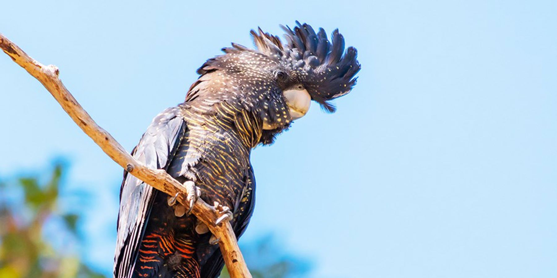 Red-tailed black cockatoo